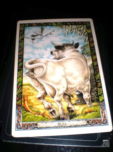 animal messages, bull is tarbh, druid cards