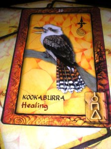 healing messages, kookaburra, animal oracle cards, australia 