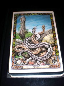 animal oracle cards, druid messages, adder