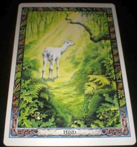hind druid animal card eilid